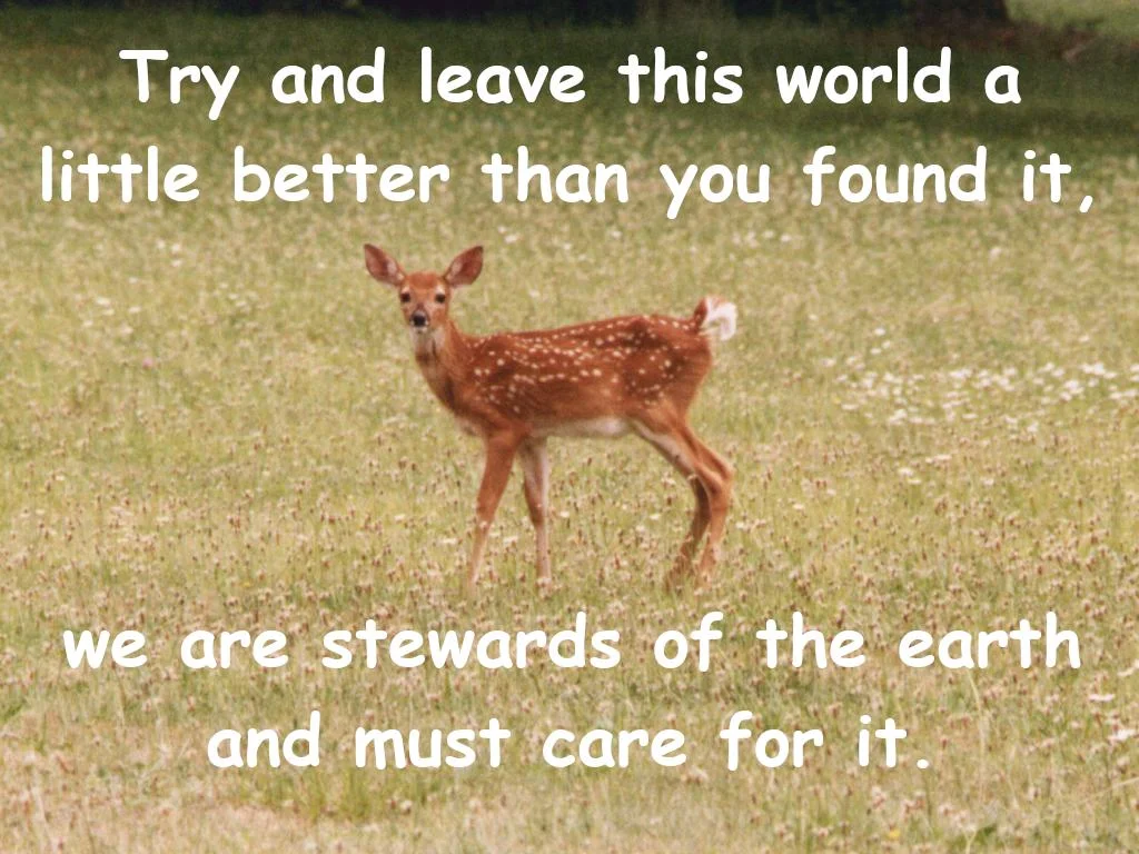 A fawn.  "Try and leave this world a little better than you found it.  We are stewards of the earth, and must care for it."